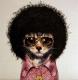   Tierz