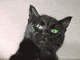   WOT-CAT