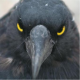   huginn