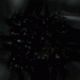   denisius
