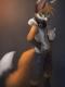 ������ ��� Animalfox