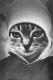 ������ ��� killakid