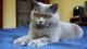 ������ ��� Cat:3