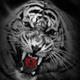 ������ ��� XAKER666