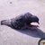 ������ ��� Sanek Mishutin