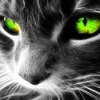 ������ ��� xAle