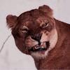 ������ ��� Elitrian